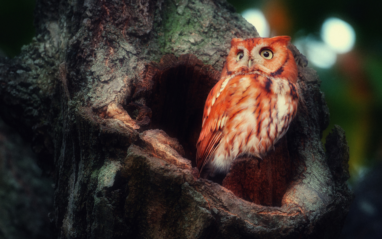 Red Owl wallpaper 1280x800