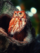 Screenshot №1 pro téma Red Owl 132x176