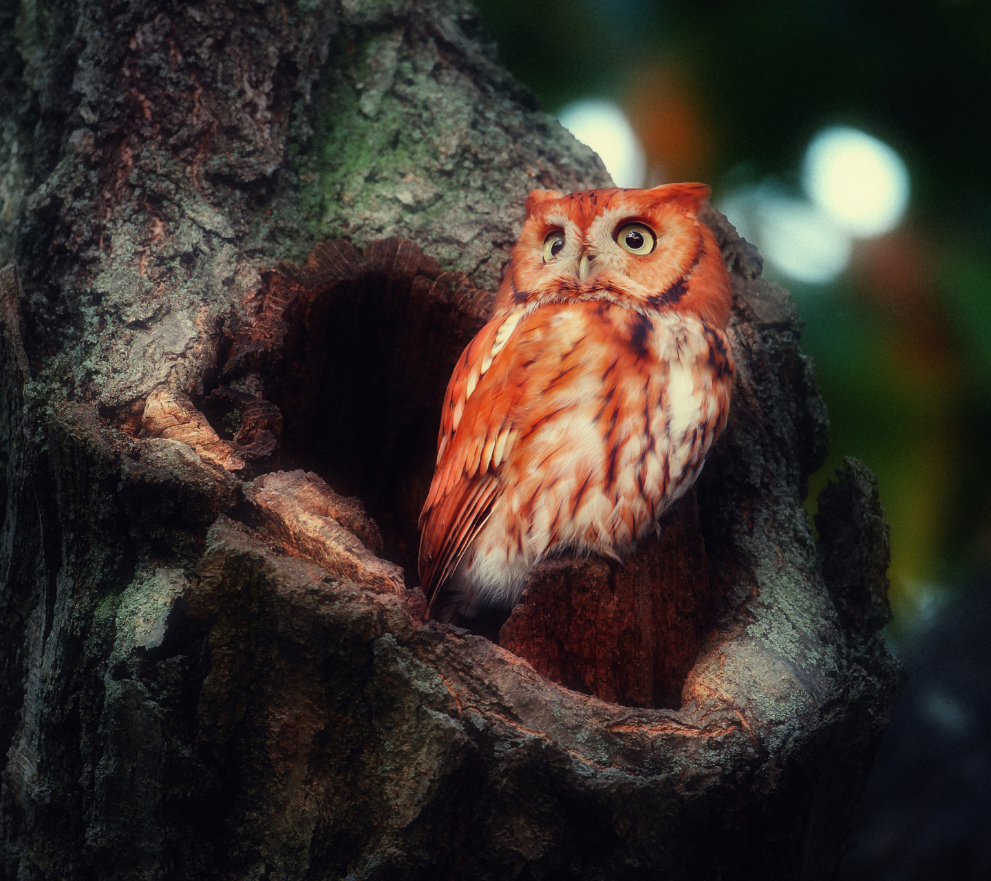 Screenshot №1 pro téma Red Owl 1440x1280