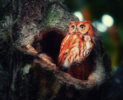 Das Red Owl Wallpaper 176x144