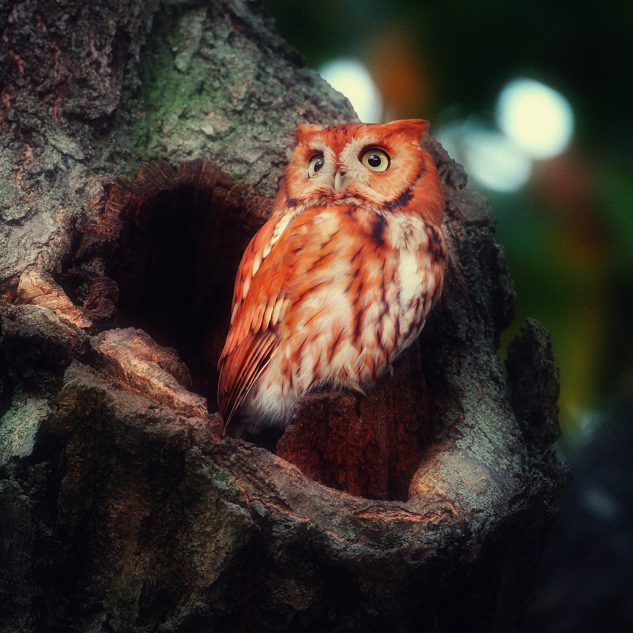 Das Red Owl Wallpaper 2048x2048