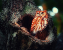 Das Red Owl Wallpaper 220x176