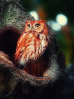 Das Red Owl Wallpaper 240x320