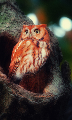 Fondo de pantalla Red Owl 240x400