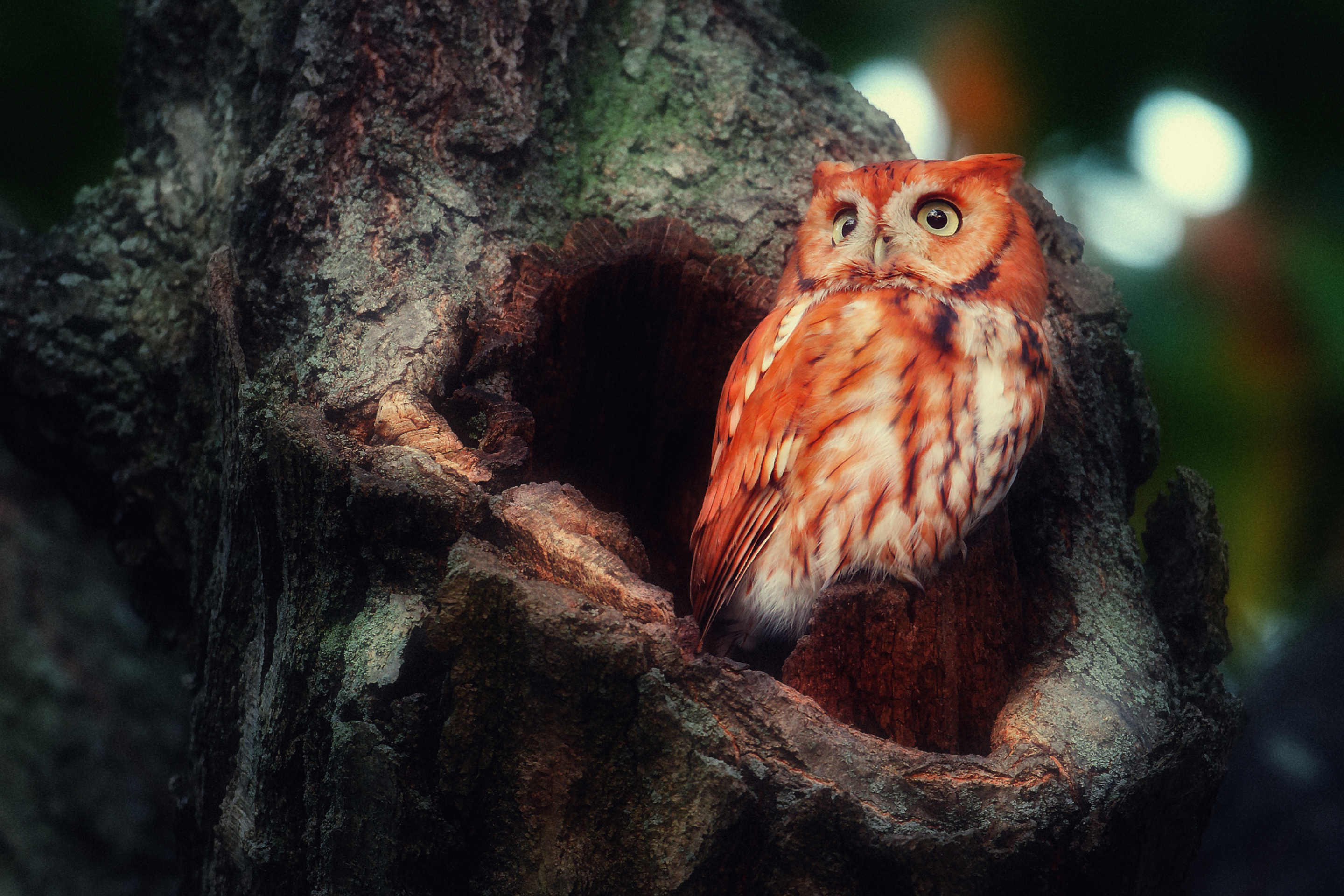 Das Red Owl Wallpaper 2880x1920