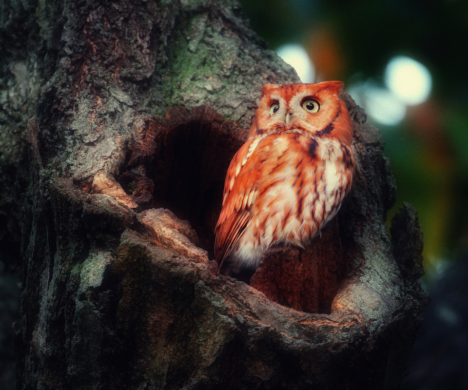Red Owl wallpaper 960x800