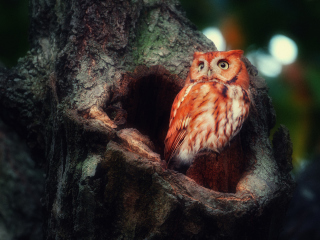 Red Owl Background for 1440x1280