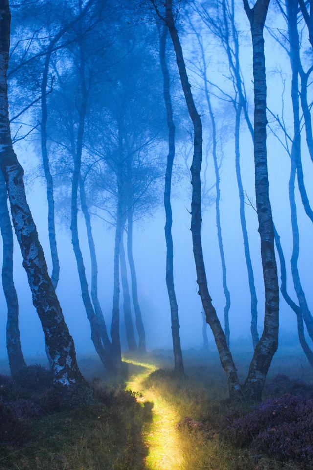 Fondo de pantalla Magic Forest 640x960