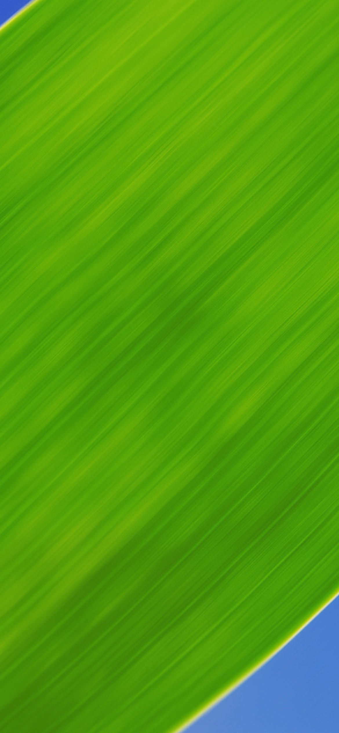 Green Grass Close Up wallpaper 1170x2532