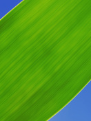 Screenshot №1 pro téma Green Grass Close Up 132x176