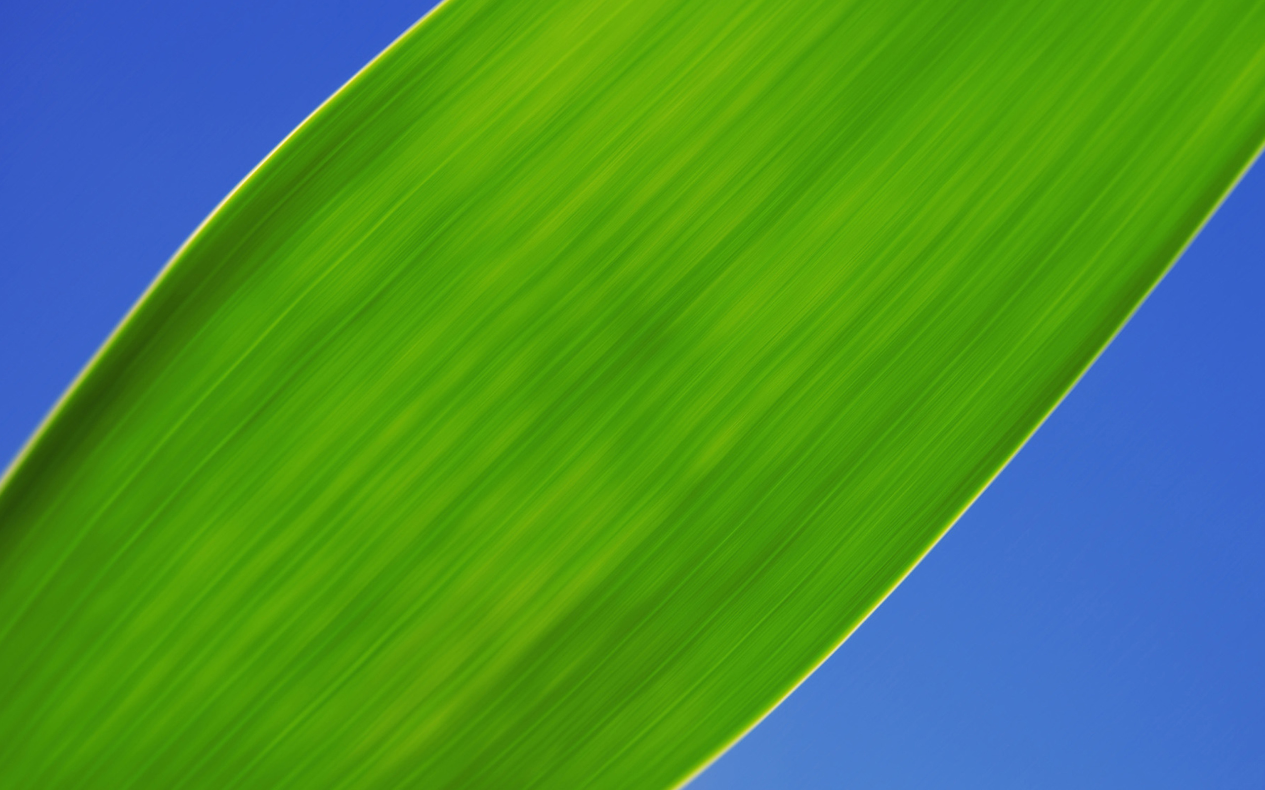 Screenshot №1 pro téma Green Grass Close Up 2560x1600