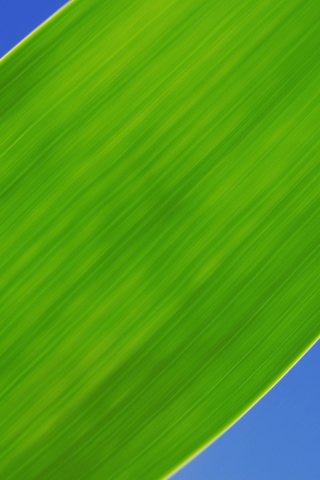 Green Grass Close Up screenshot #1 320x480