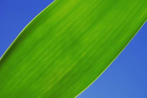 Green Grass Close Up wallpaper 480x320