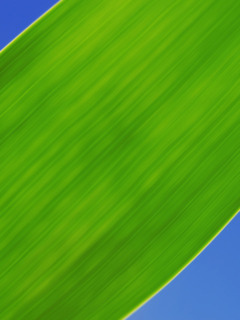 Fondo de pantalla Green Grass Close Up 480x640