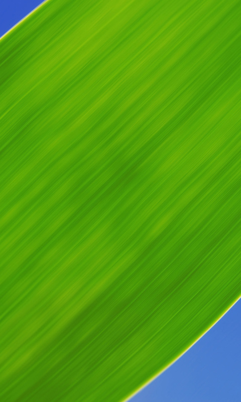 Screenshot №1 pro téma Green Grass Close Up 480x800
