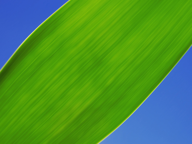 Screenshot №1 pro téma Green Grass Close Up 640x480