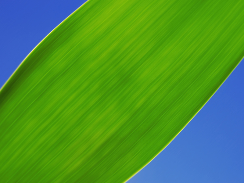 Green Grass Close Up screenshot #1 800x600