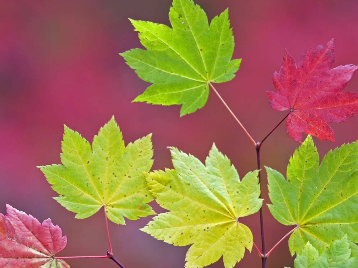 Close Up Leaves wallpaper 1152x864