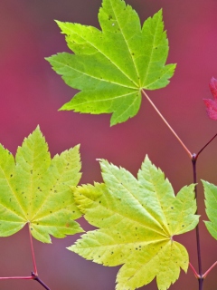 Close Up Leaves screenshot #1 240x320