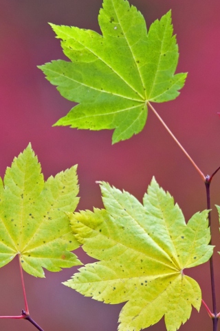 Close Up Leaves wallpaper 320x480