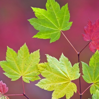 Close Up Leaves Wallpaper for iPad 3