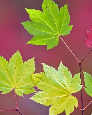 Close Up Leaves Wallpaper for Nokia Lumia 928