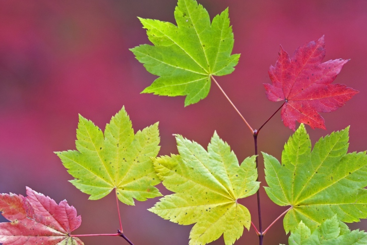 Fondo de pantalla Close Up Leaves