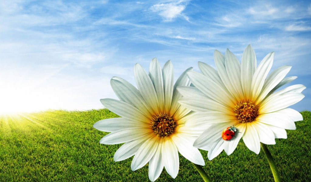 Daisy And Lady Bug wallpaper 1024x600
