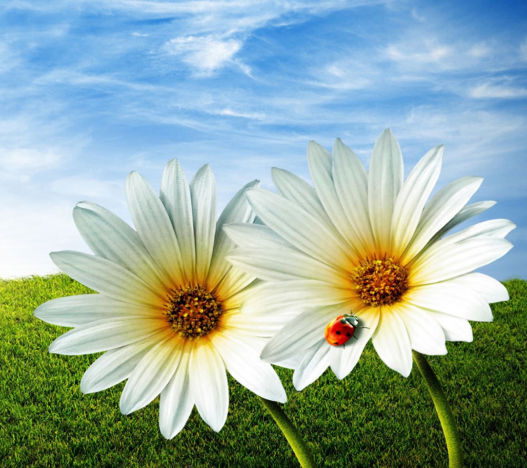 Fondo de pantalla Daisy And Lady Bug 1080x960