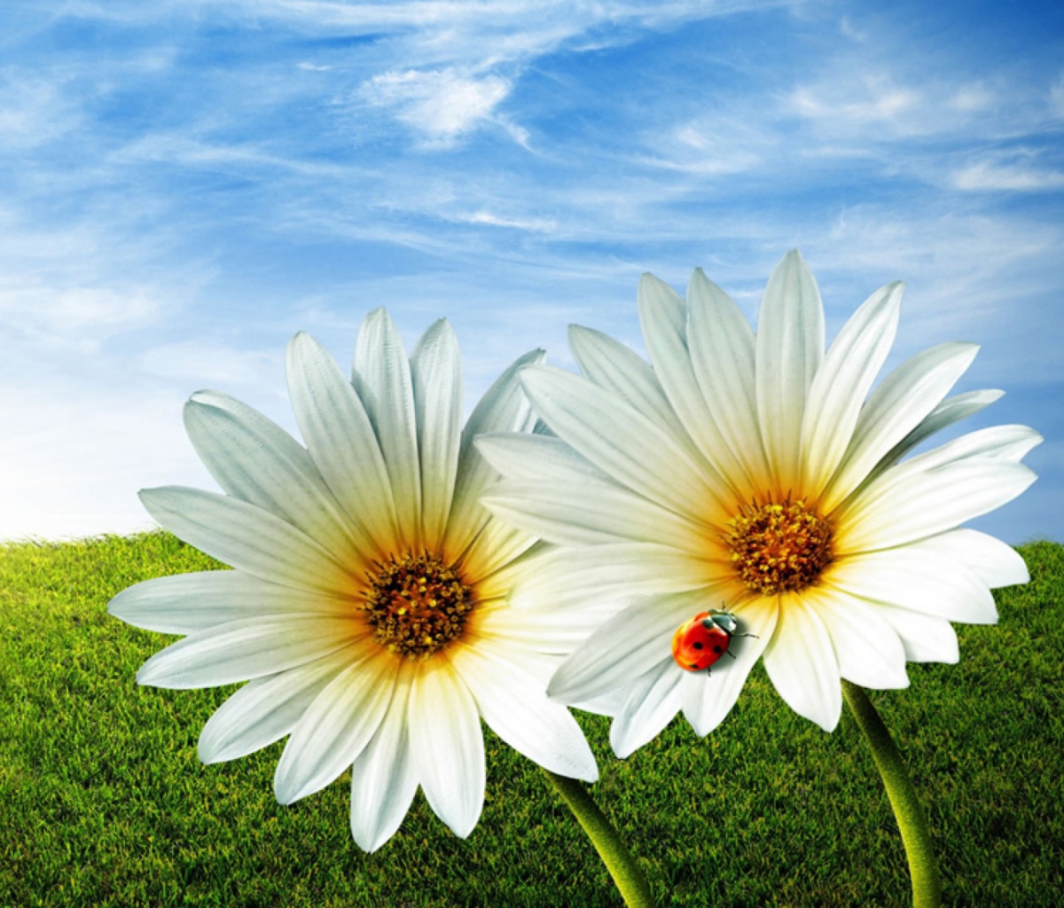 Fondo de pantalla Daisy And Lady Bug 1200x1024