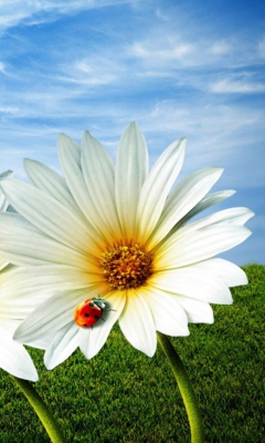 Fondo de pantalla Daisy And Lady Bug 240x400