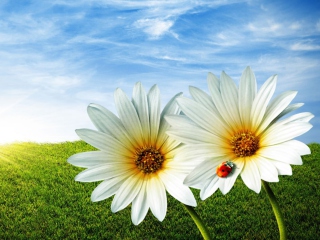 Daisy And Lady Bug wallpaper 320x240