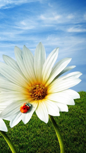 Daisy And Lady Bug wallpaper 360x640