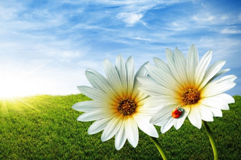 Daisy And Lady Bug wallpaper 480x320