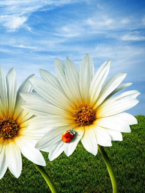Daisy And Lady Bug wallpaper 480x640