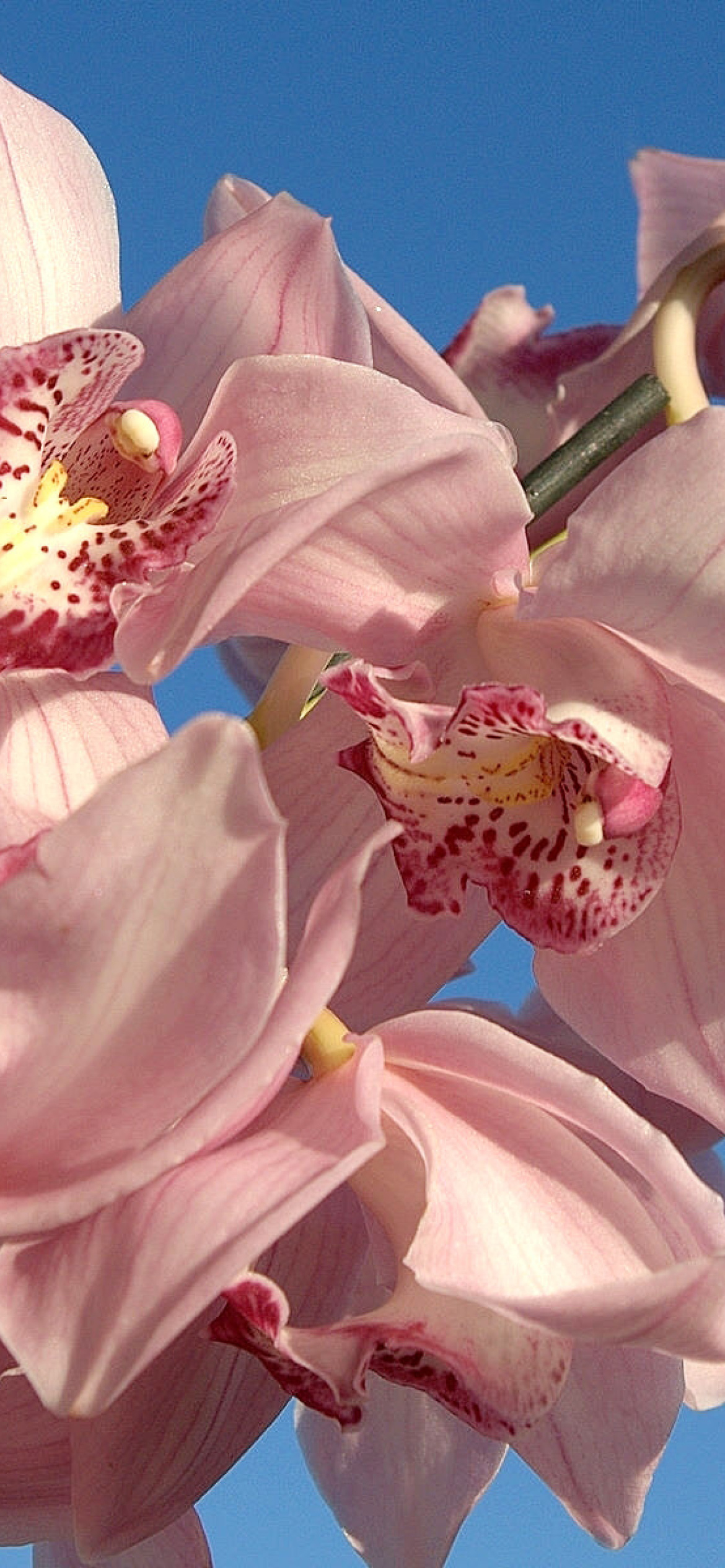 Das Pink Orchids Wallpaper 1170x2532