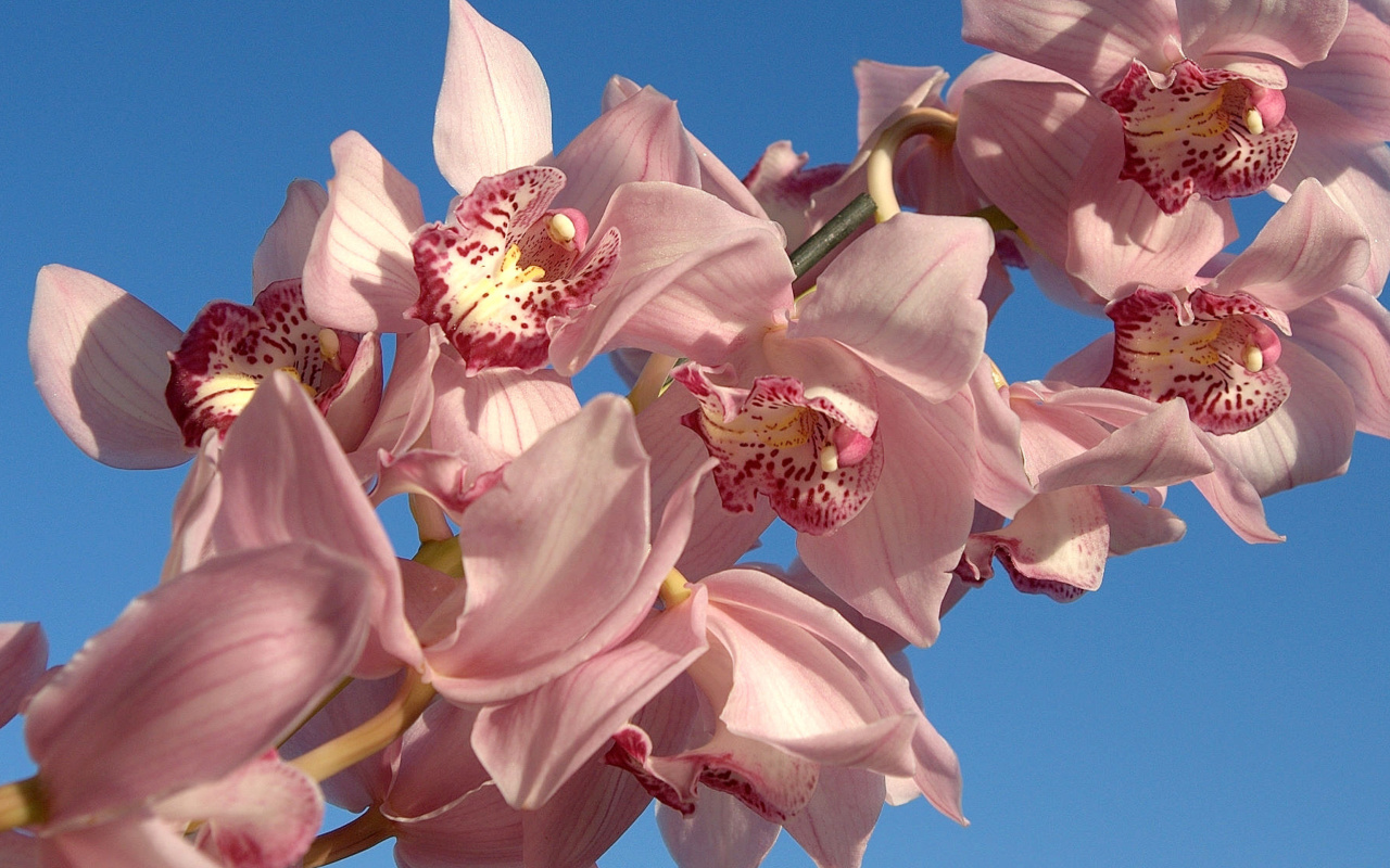 Screenshot №1 pro téma Pink Orchids 1280x800