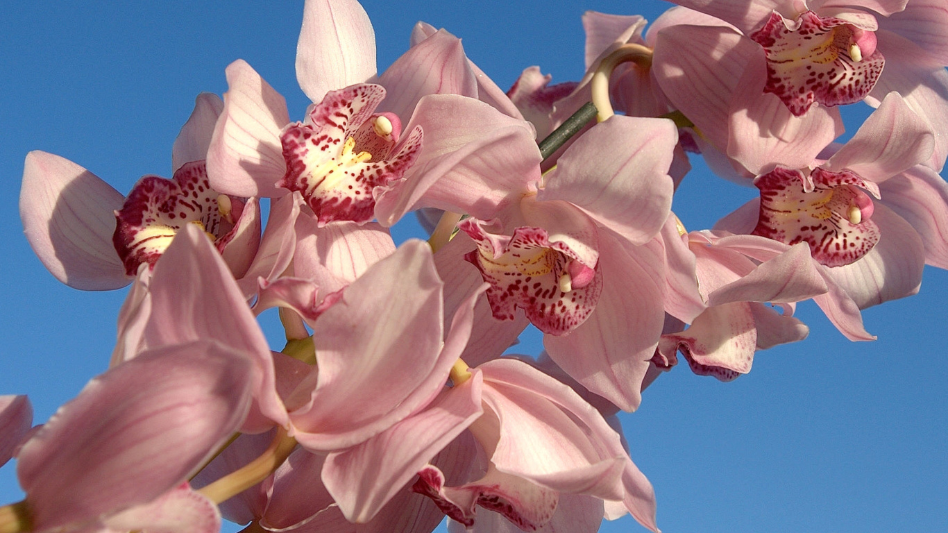 Fondo de pantalla Pink Orchids 1366x768