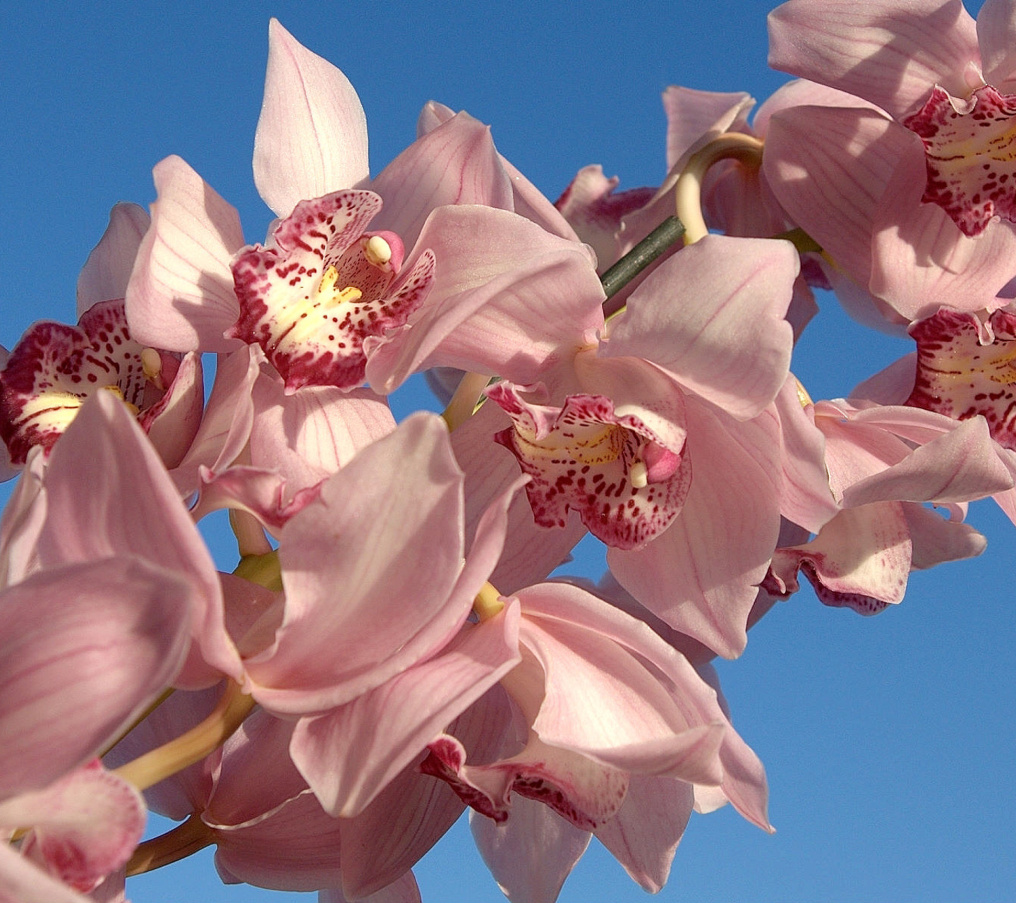 Screenshot №1 pro téma Pink Orchids 1440x1280