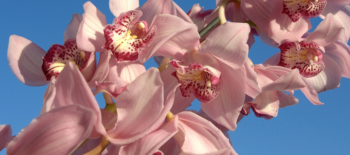 Pink Orchids wallpaper 720x320