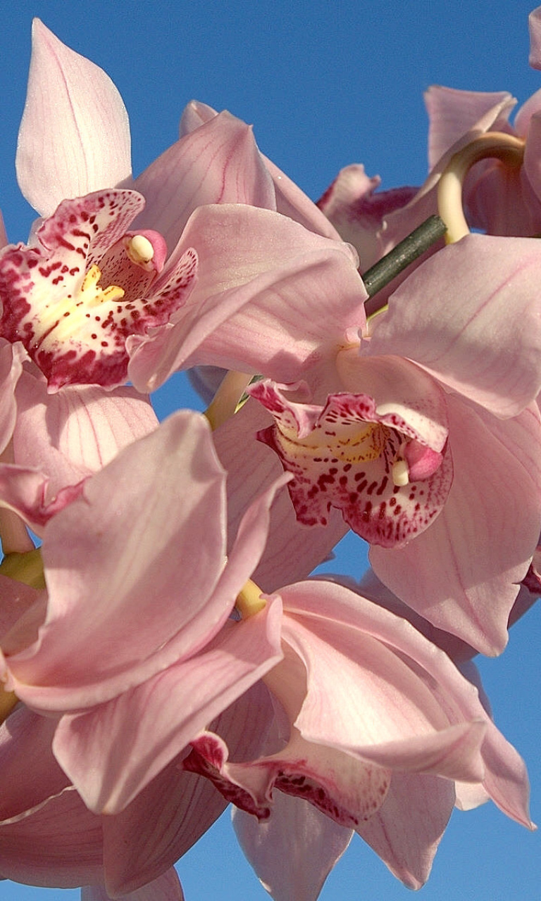 Pink Orchids screenshot #1 768x1280