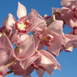 Pink Orchids - Obrázkek zdarma pro Samsung B159 Hero Plus