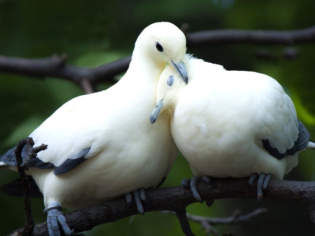 Pigeon Couple wallpaper 1024x768