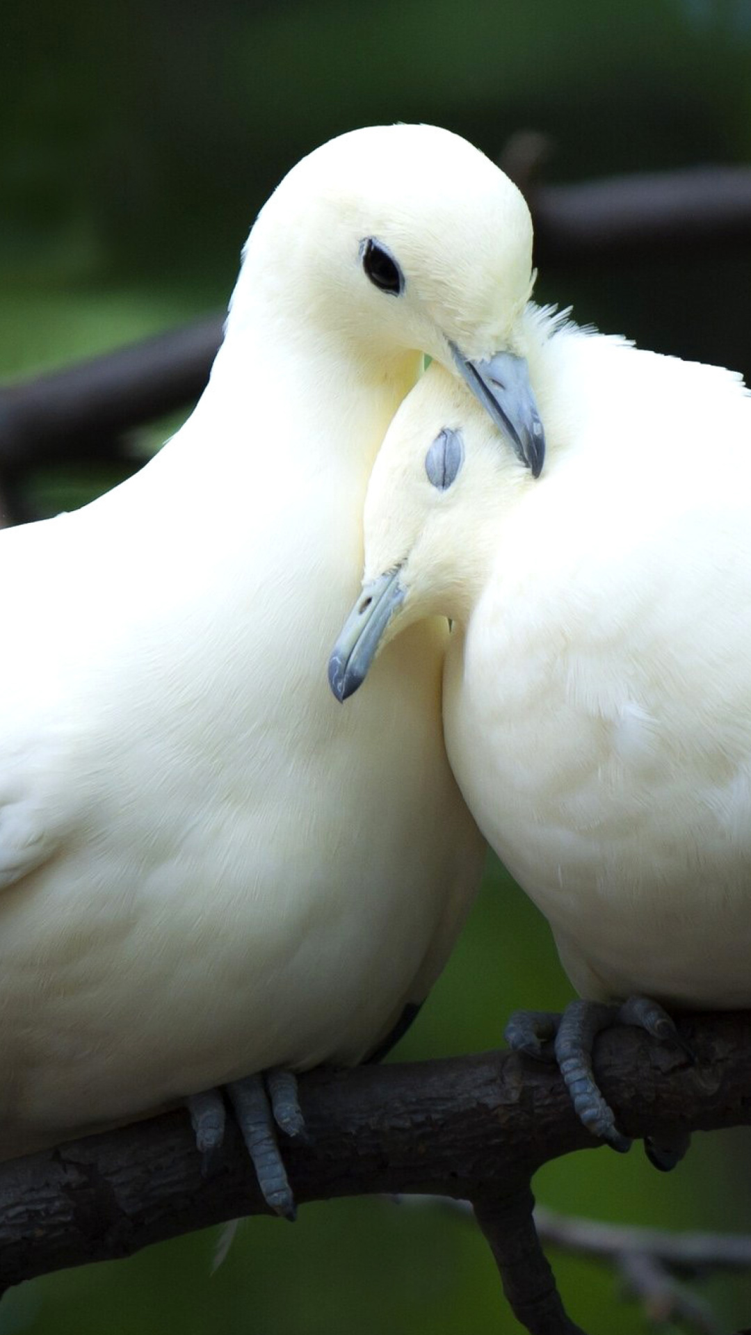 Pigeon Couple wallpaper 1080x1920