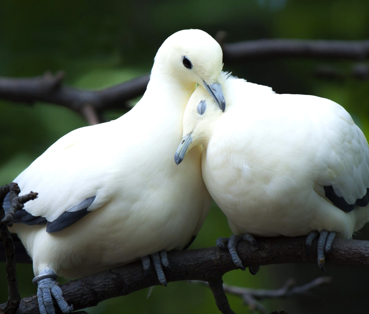 Обои Pigeon Couple 1200x1024