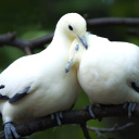 Sfondi Pigeon Couple 128x128
