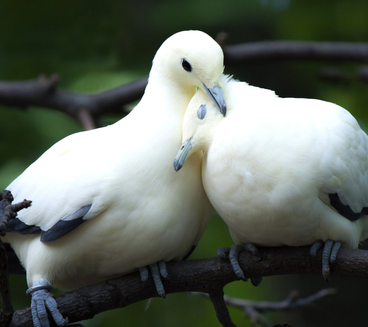 Sfondi Pigeon Couple 1440x1280
