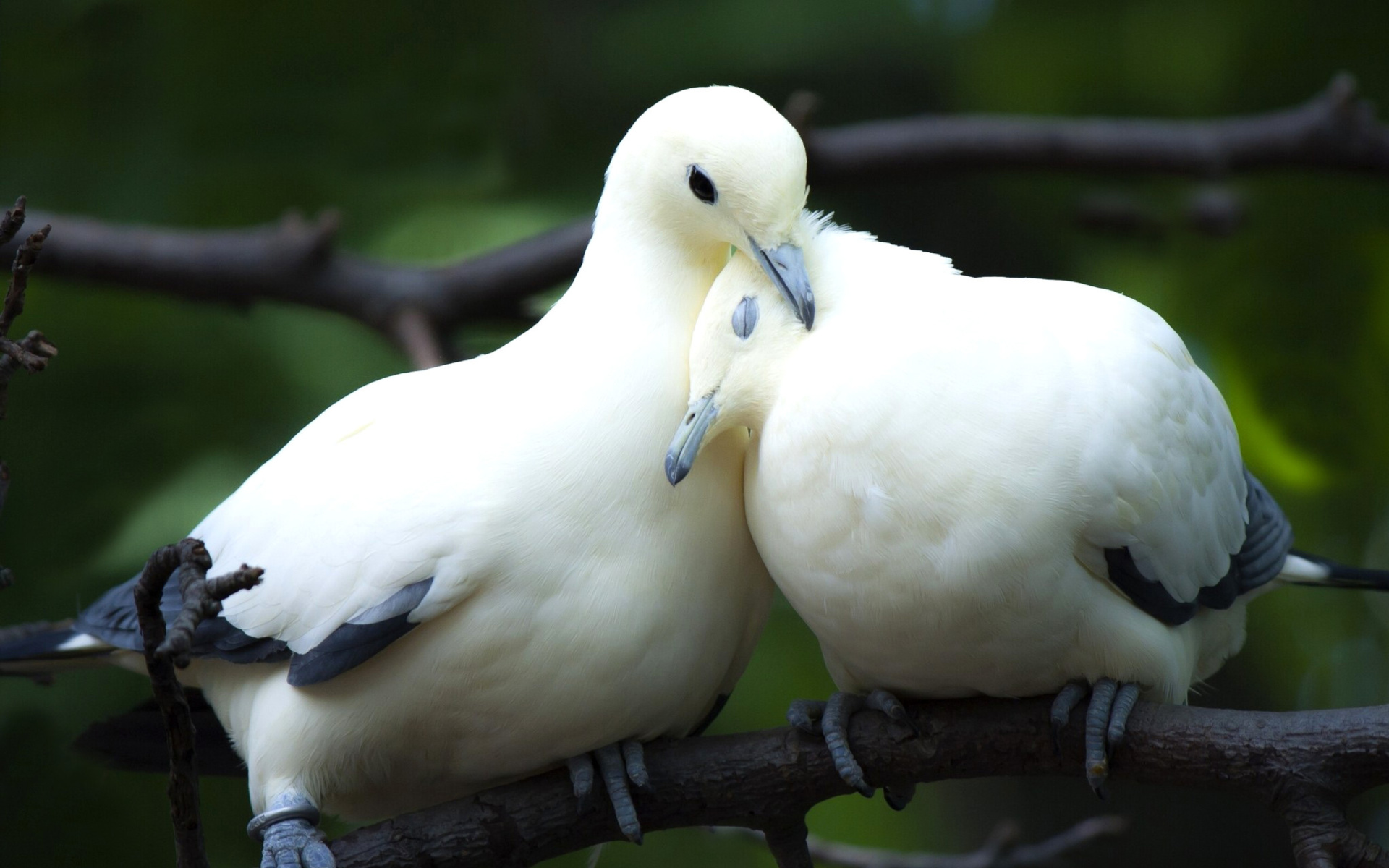 Pigeon Couple wallpaper 1920x1200