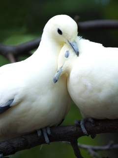 Das Pigeon Couple Wallpaper 240x320