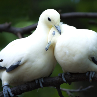 Pigeon Couple sfondi gratuiti per 128x128